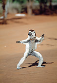 PRM 03 MH0050 01
Verreaux's Sifaka Hopping On Sand Madagascar