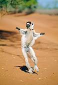 PRM 03 MH0051 01
Verreaux's Sifaka Hopping On Sand Madagascar