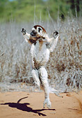 PRM 03 MH0052 01
Verreaux's Sifaka Hopping On Sand Madagascar