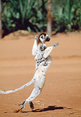 PRM 03 MH0053 01
Verreaux's Sifaka Hopping On Sand With Infant Madagascar