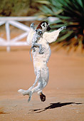 PRM 03 MH0054 01
Verreaux's Sifaka Hopping On Sand With Infant Madagascar