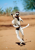 PRM 03 MH0055 01
Verreaux's Sifaka Hopping On Sand With Infant Madagascar