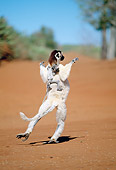 PRM 03 MH0056 01
Verreaux's Sifaka Hopping On Sand With Infant Madagascar