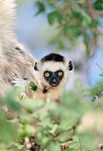 PRM 03 MH0057 01
Portrait Of Verreaux's Sifaka Infant Madagascar