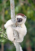 PRM 03 MH0058 01
Portrait Of Verreaux's Sifaka Clinging To Tree Madagascar