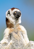 PRM 03 MH0059 01
Portrait Of Verreaux's Sifaka Madagascar