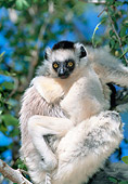 PRM 03 MH0060 01
Portrait Of Verreaux's Sifaka With Infant In Tree Madagascar
