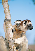 PRM 03 MH0061 01
Portrait Of Verreaux's Sifaka With Infant In Tree Madagascar