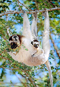 PRM 03 MH0062 01
Portrait Of Verreaux's Sifaka Hanging In Tree With Infant Madagascar