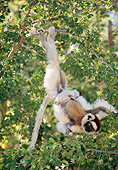 PRM 03 MH0063 01
Portrait Of Verreaux's Sifaka Hanging In Tree With Infant Madagascar