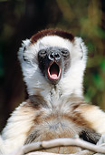 PRM 03 MH0064 01
Portrait Of Verreaux's Sifaka Yawning Madagascar