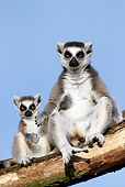 PRM 03 WF0001 01
Ring-Tailed Lemur Female With Young Sitting On Tree Branch