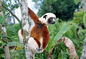 PRM 03 WF0002 01
Coquerel's Sifaka Sitting In Tree Madagascar