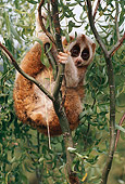 PRM 03 MR0001 01
Lemur Hanging From Tree