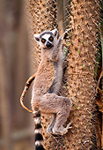 PRM 03 NE0001 01
Ring-Tailed Lemur Climbing Climbing Tree Madagascar