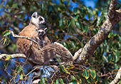PRM 03 NE0003 01
Ring-Tailed Lemur Mother And Baby Sitting In Tree Madagascar