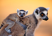 PRM 03 NE0004 01
Ring-Tailed Lemur Baby Riding On Mother's Back Madagascar