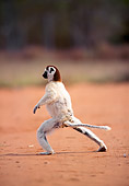 PRM 03 NE0005 01
Verreaux's Sifaka Running On Dirt