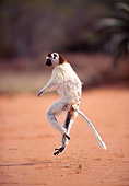 PRM 03 NE0006 01
Verreaux's Sifaka Running On Dirt