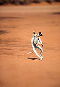 PRM 03 NE0007 01
Verreaux's Sifaka Running On Dirt