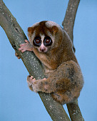 PRM 03 RK0003 02
Lemur Climbing Tree Blue Background