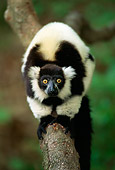PRM 03 TL0001 01
Black And White Ruffed Lemur On Branch