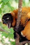 PRM 03 TL0002 01
Red Ruffed Lemur In Tree