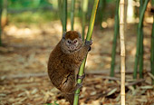PRM 03 TL0003 01
Profile Of Bamboo Lemur Climbing Bamboo