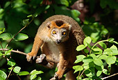 PRM 03 TL0004 01
Portrait Of Crowned Lemur Sitting In Tree Facing Camera