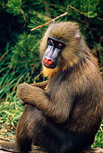 PRM 04 GL0001 01
Close-Up Of Mandrill Sitting In Jungle