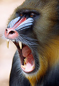 PRM 04 GR0001 01
Head Shot Of Mandrill Yawning