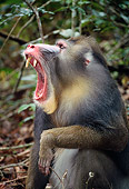 PRM 04 MH0001 01
Portrait Of Mandrill Vocalizing In Jungle