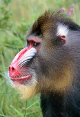 PRM 04 MH0002 01
Head Shot Of Mandrill Sitting In Jungle