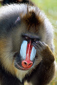 PRM 04 MH0003 01
Head Shot Of Mandrill Sitting In Jungle