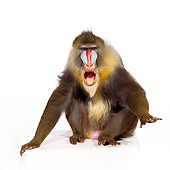 PRM 04 RK0016 06
Full Body Shot Of Mandrill Sitting On White Box Mouth Open White Seamless Background