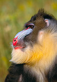 PRM 04 RK0026 02
Close Up Head Shot Of Mandrill Looking To Side