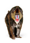 PRM 04 RK0061 02
Mandrill Standing On White Box White Seamless Studio