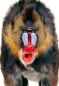PRM 04 RK0064 02
Close-Up Of Mandrill Vocalizing On White Seamless