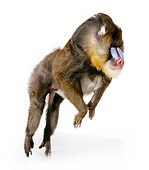 PRM 04 RK0069 01
Mandrill Jumping Off White Block White Seamless