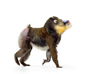 PRM 04 RK0078 01
Profile Of Mandrill Walking Across White Seamless