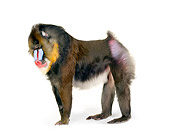 PRM 04 RK0082 01
Mandrill Standing On White Block White Seamless