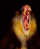 PRM 04 RK0005 09
Head Shot Of Mandrill With Mouth Open Teeth Showing Studio Background