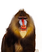 PRM 04 RK0010 02
Close Up Shoulder Shot Of Mandrill Facing Camera White Seamless Background