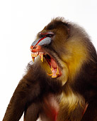 PRM 04 RK0014 04
Profile Shoulder Shot Of Mandrill Mouth Open Teeth Showing White Seamless Background