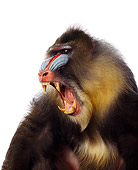 PRM 04 RK0015 01
Full Body Shot Of Mandrill Sitting On White Box Mouth Wide Open Showing Teeth White Seamless