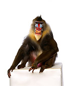 PRM 04 RK0017 01
Full Body Shot Of Mandrill Sitting On White Box Smiling Showing Teeth White Seamless Background