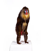 PRM 04 RK0022 02
Full Body Shot Of Mandrill Standing On White Box White Seamless Background