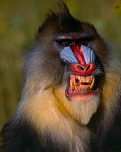 PRM 04 RK0028 02
Close Up Head Shot Of Mandrill Smiling Teeth Showing