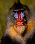 PRM 04 RK0028 03
Close Up Head Shot Of Mandrill Smiling Teeth Showing
