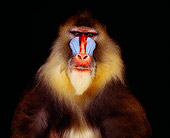PRM 04 RK0029 03
Close Up Head Shot Of Mandrill Facing Camera Studio Background